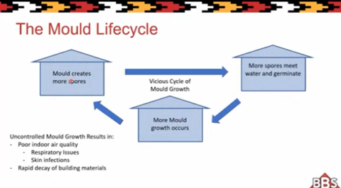 Cycle of Mold Growth