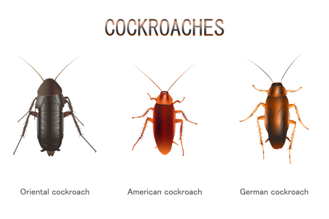 3 types of cockroaches