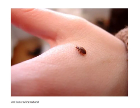 Bed bug on a hand