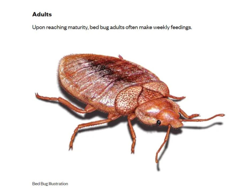 adult bed bug