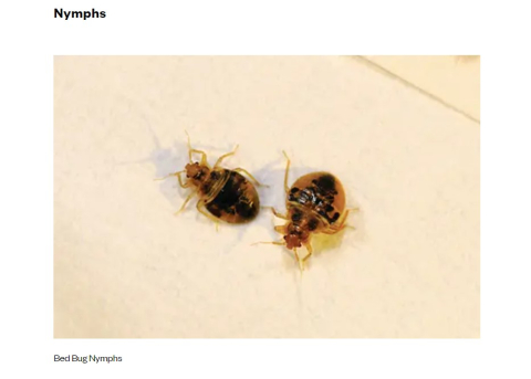 nymphs (teenage bedbugs)