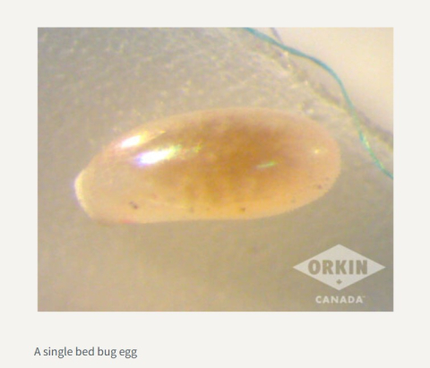 bed bug egg